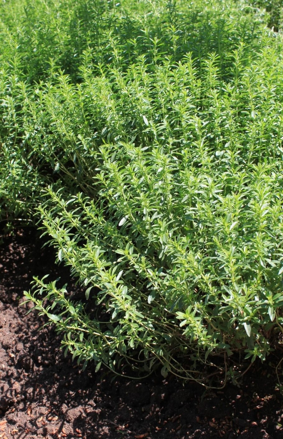 Чабер кондари цитрон