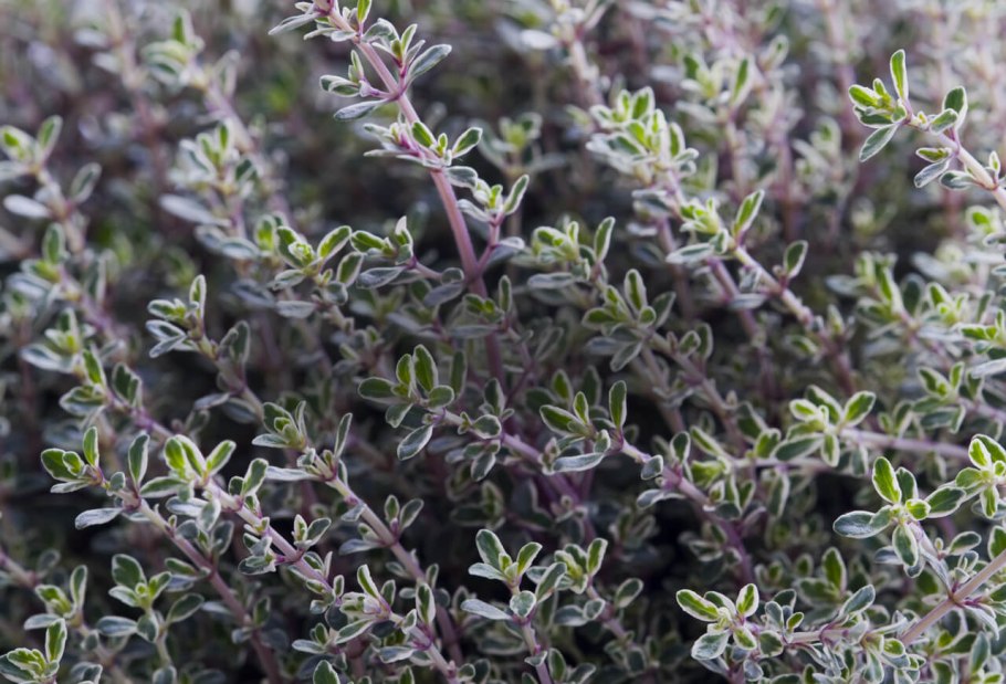 Тимьян (чабрец) лимоннопахнущий сильвер квин