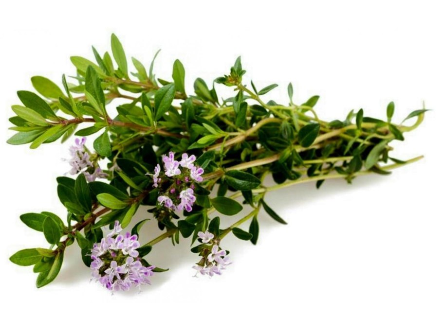  чабрец байкальский