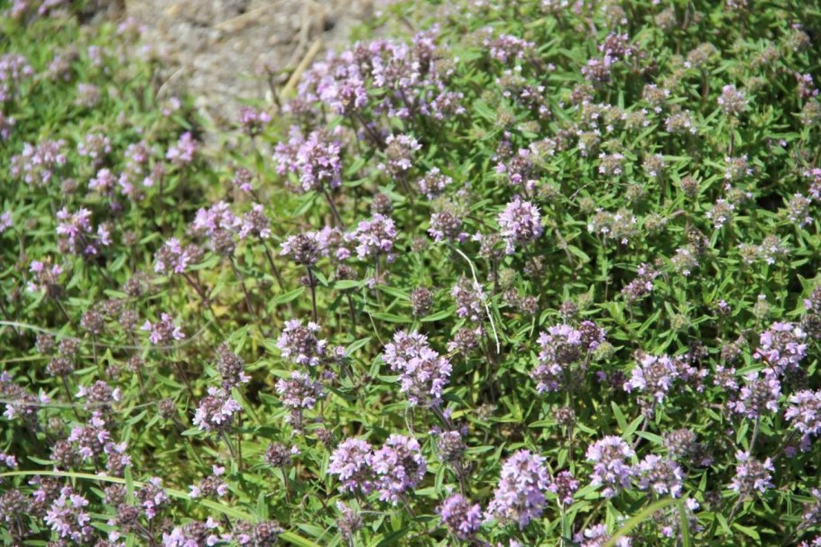 Горный чабрец