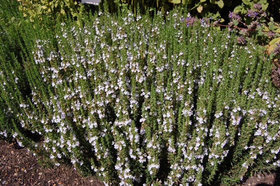 Чабер колосоносный фото