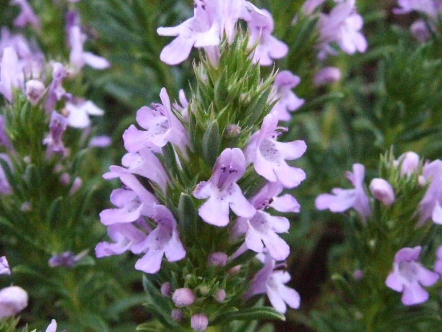 Тимьян обыкновенный Thymus vulgaris