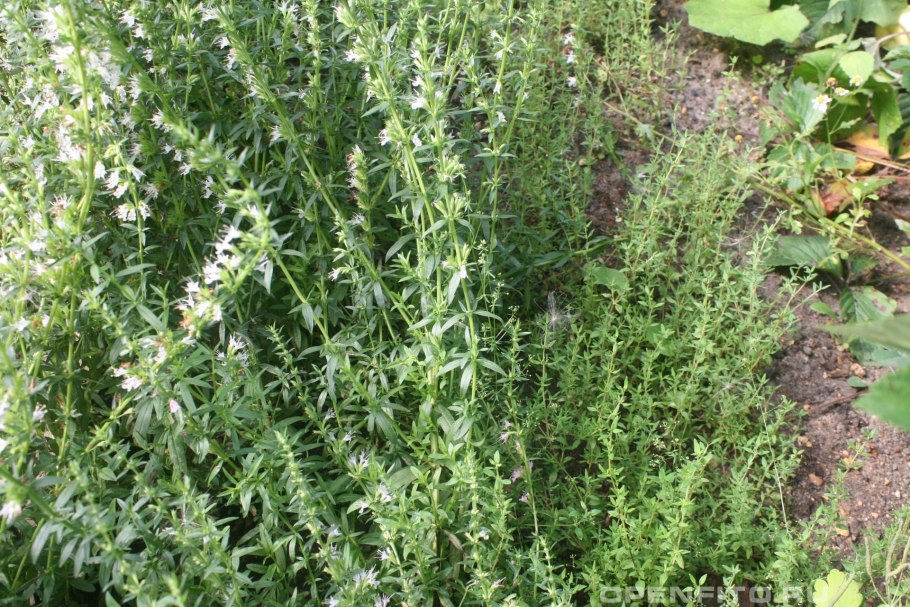 Чабрец Чарли