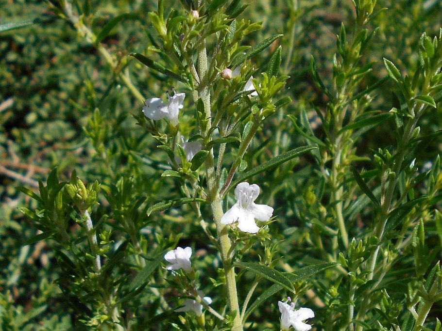 Чабер горный