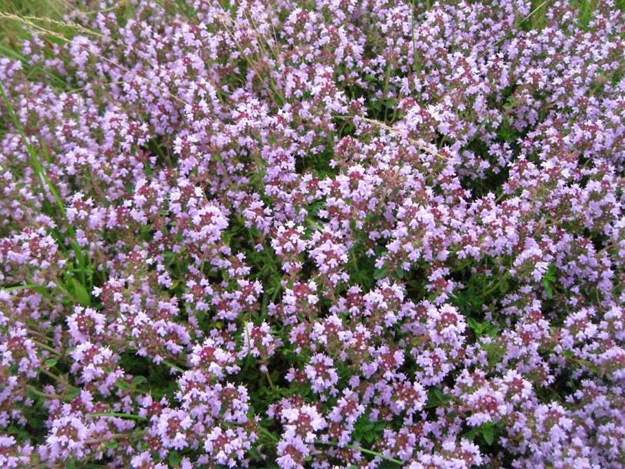 Тимьян ползучий elfin