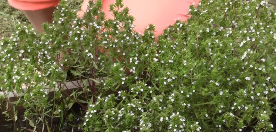 Чабер огородный бриз