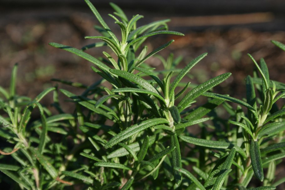 Чабер огородный