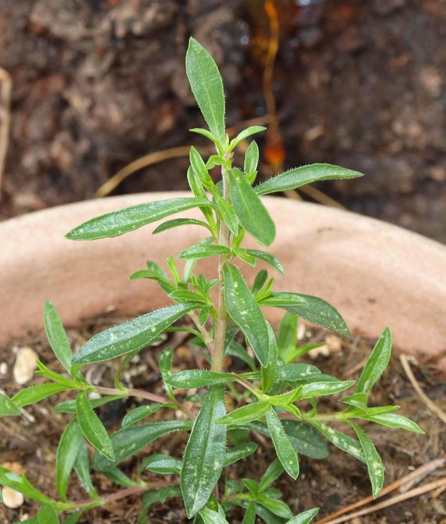 Чабер огородный