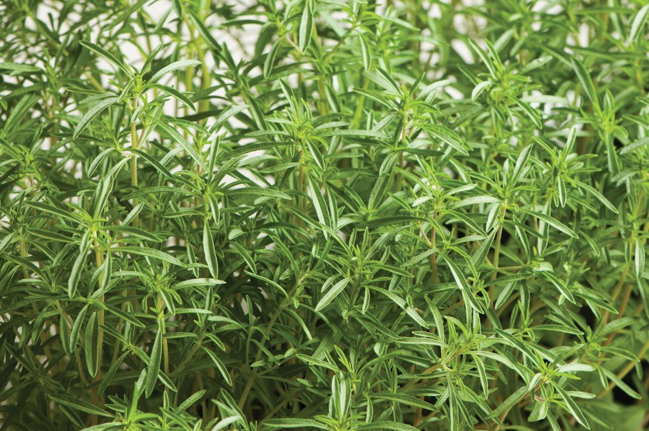 Чабер (кондари)