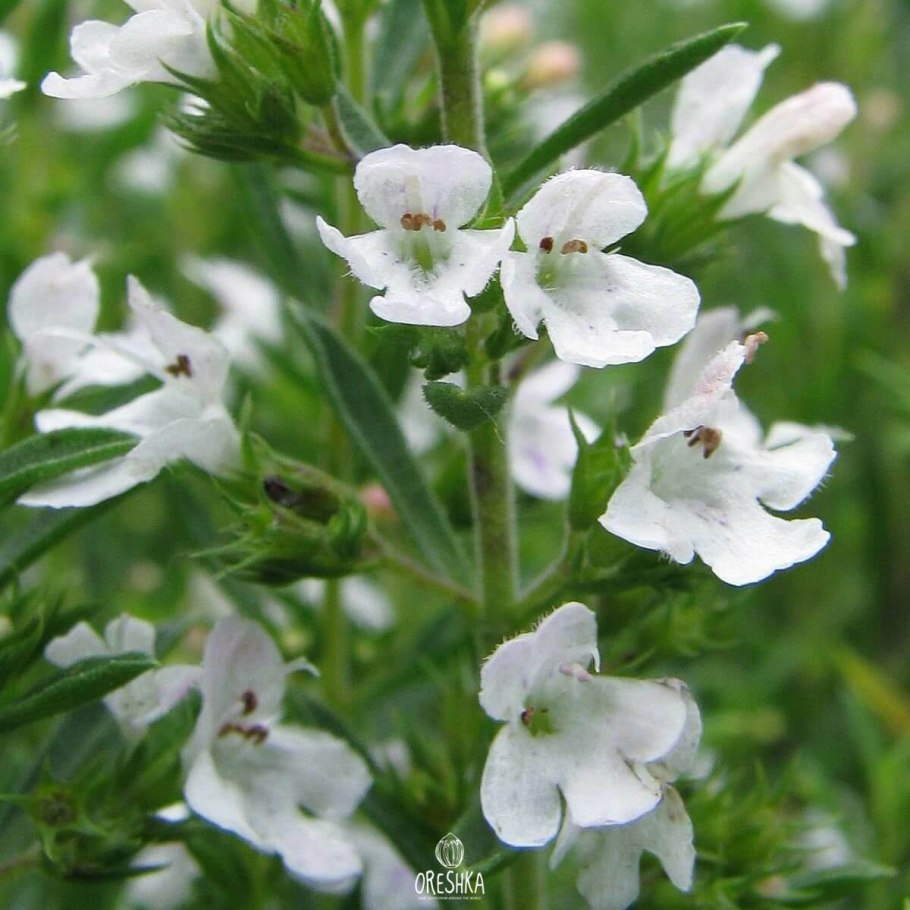 Чабер рыхлоцветковый