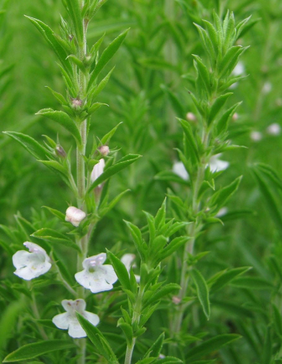 Satureja Hortensis – cząber