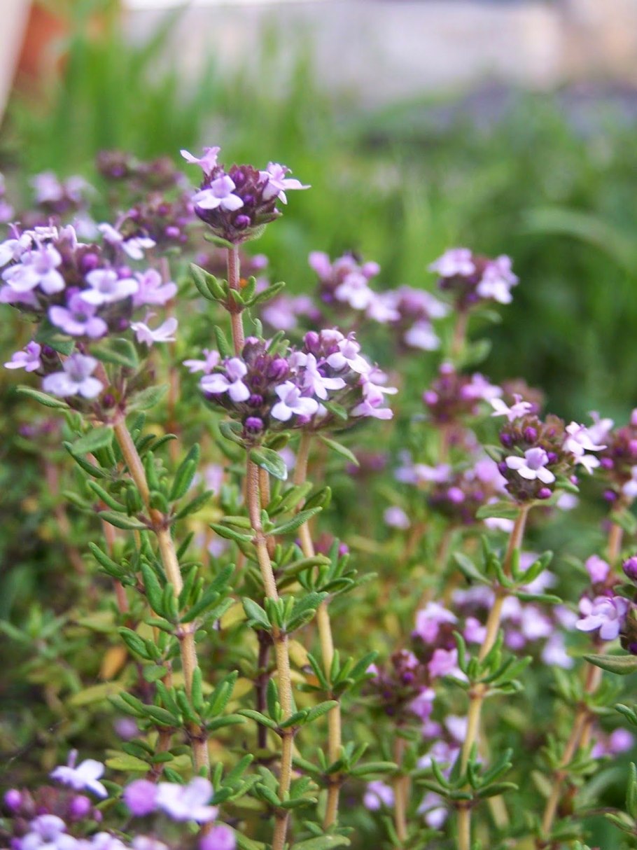 Чабрец тимьян богородская трава