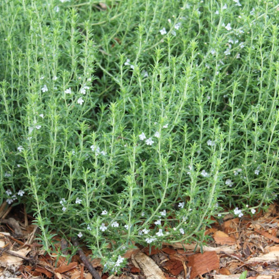 Чабер огородный ароматный