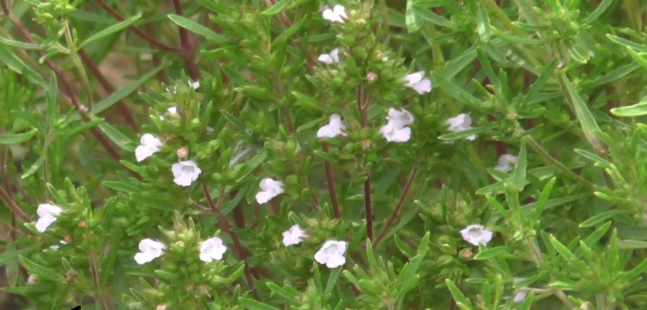 Чабер огородный ароматный