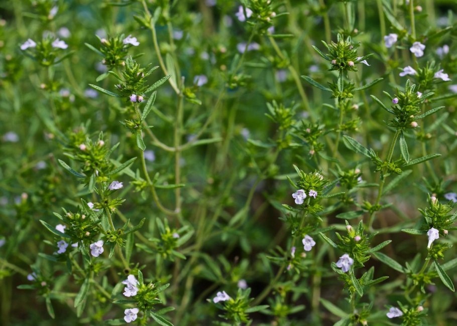 Чабер огородный
