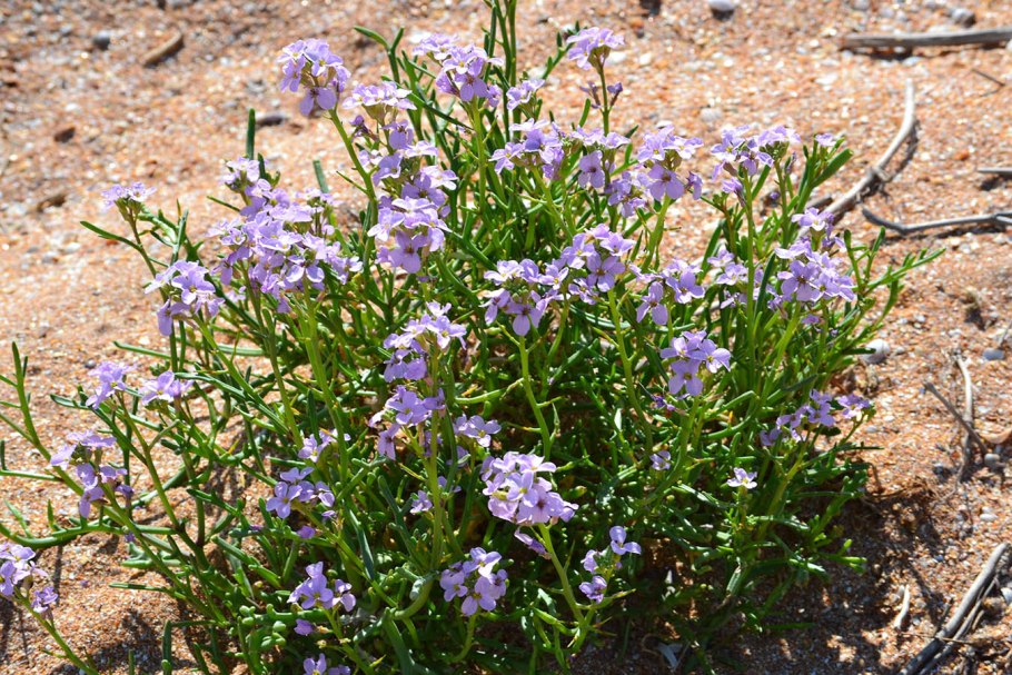 Cakile euxina
