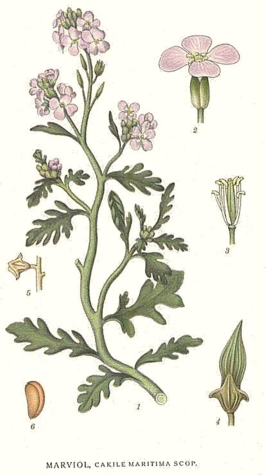 Sea Kale
