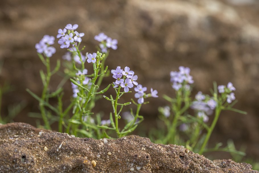 Glaux maritima рисунок