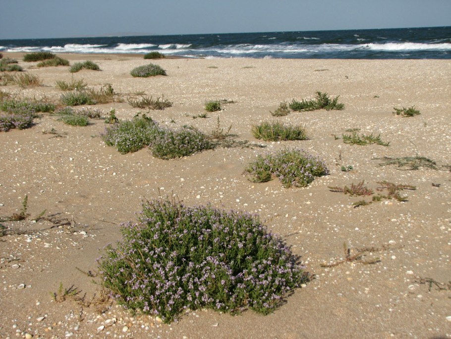 Морская горчица эвксинская