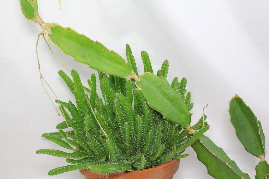 Кактус-Hylocereus undatus