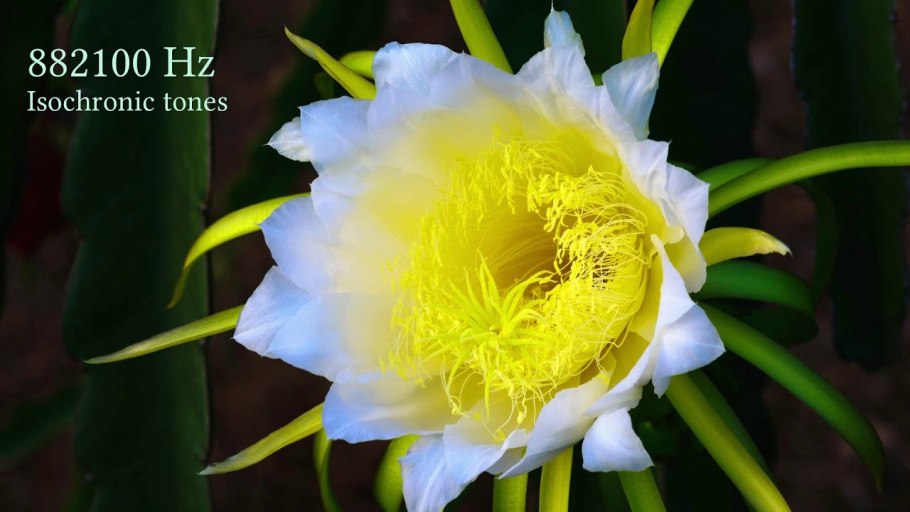 Гилоцереус трехгранный