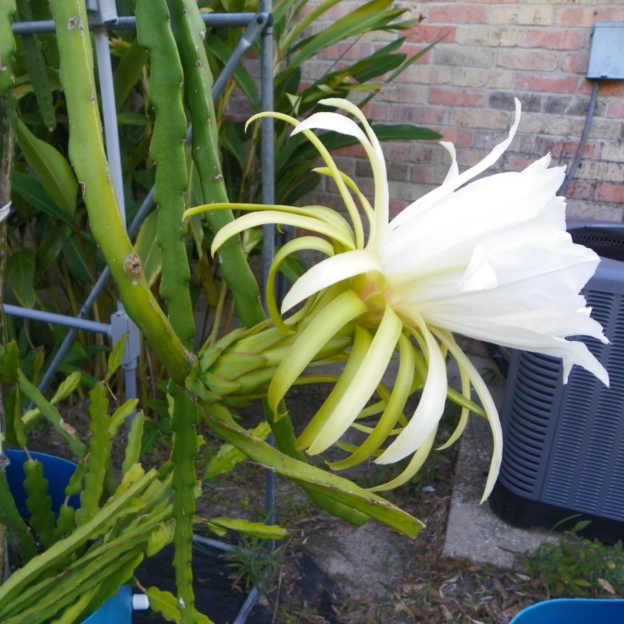 Эпифиллум Гилоцереус