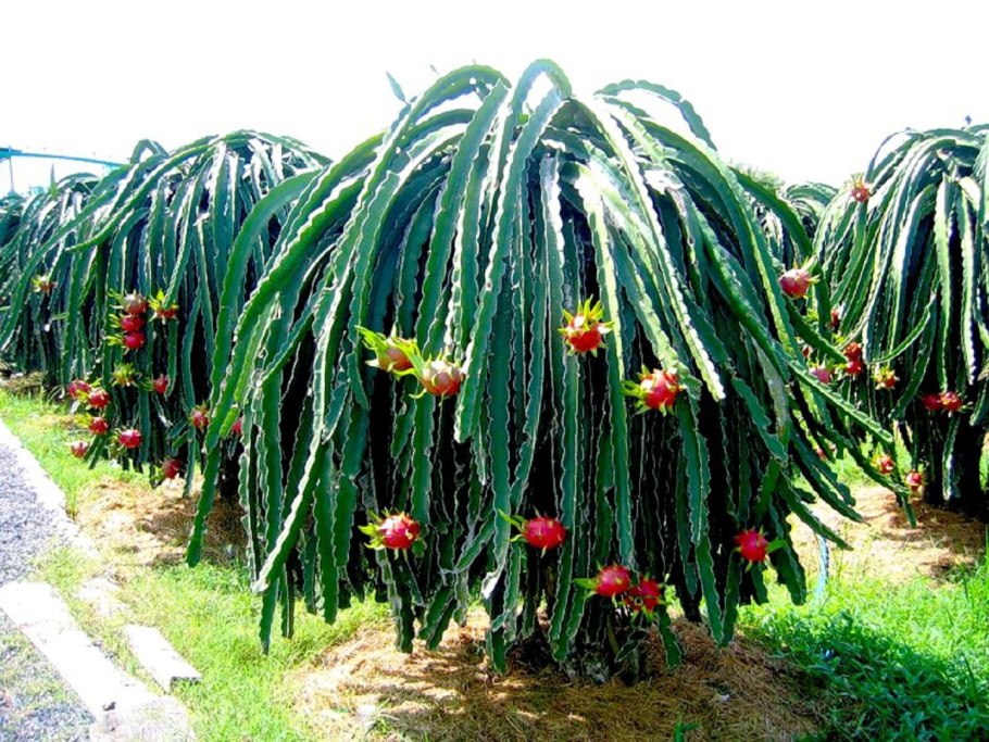 Дракониум цветок