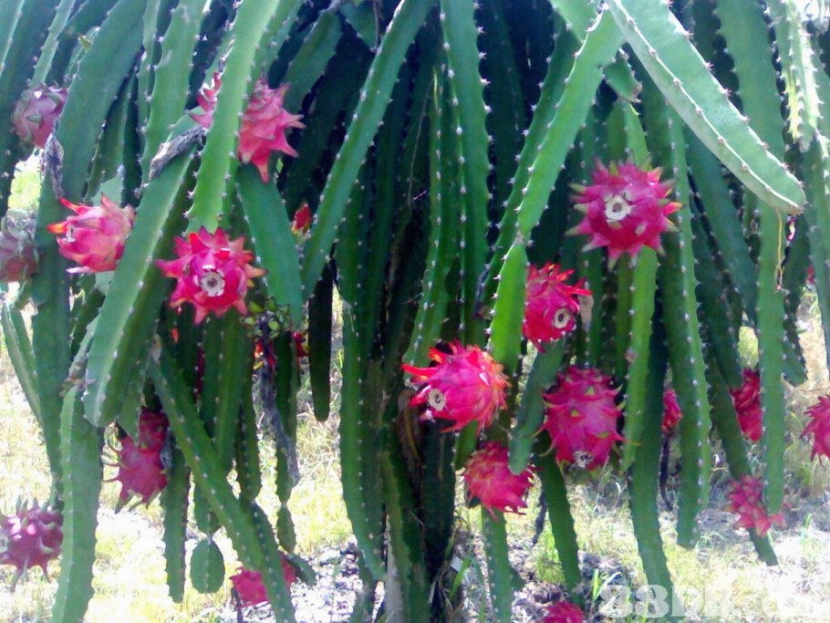 Гилоцереус цветок