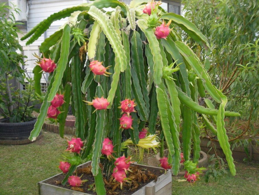 Hylocereus undatus (Гилоцереус, питайя, питахайя)