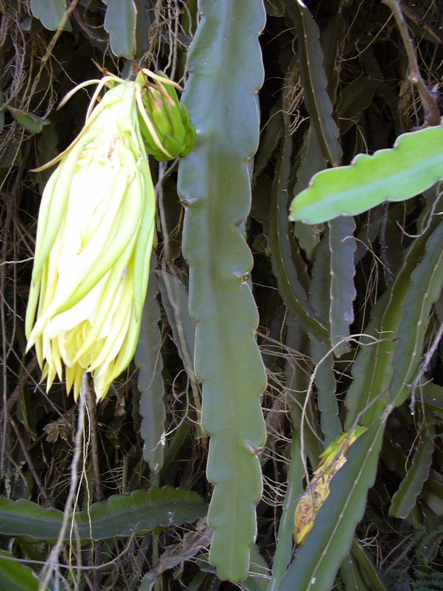 Гилоцереус - питахайя.