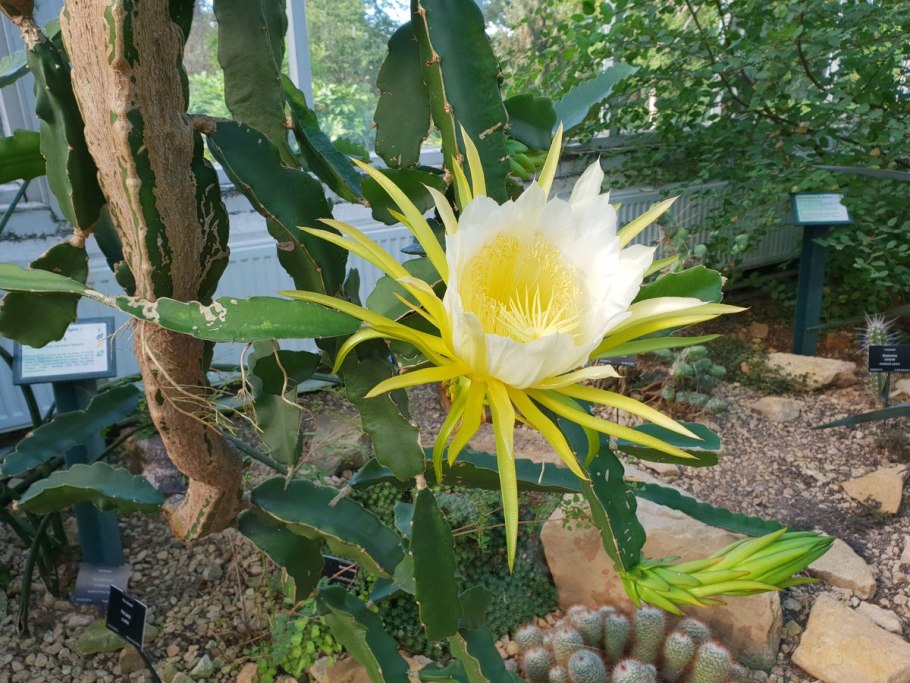 Кактус-Hylocereus undatus