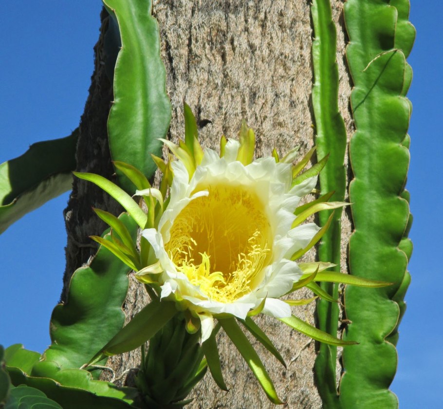 Кактус-Hylocereus undatus