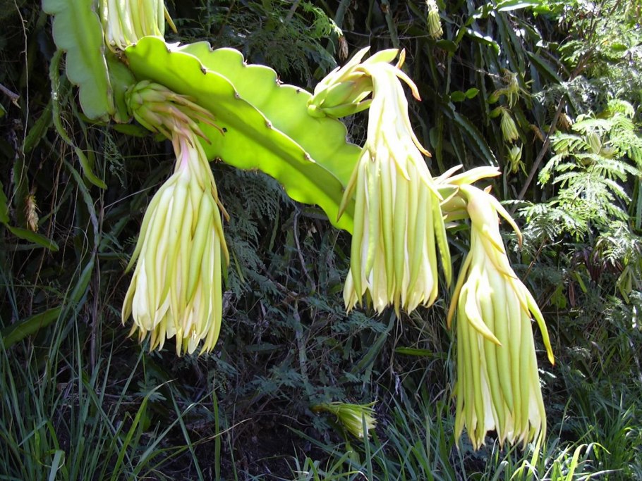 Гилоцереус молочай