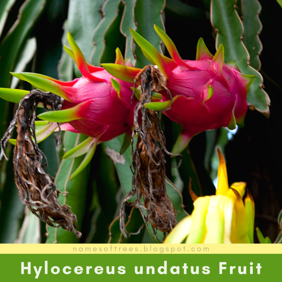 Кактус-Hylocereus undatus
