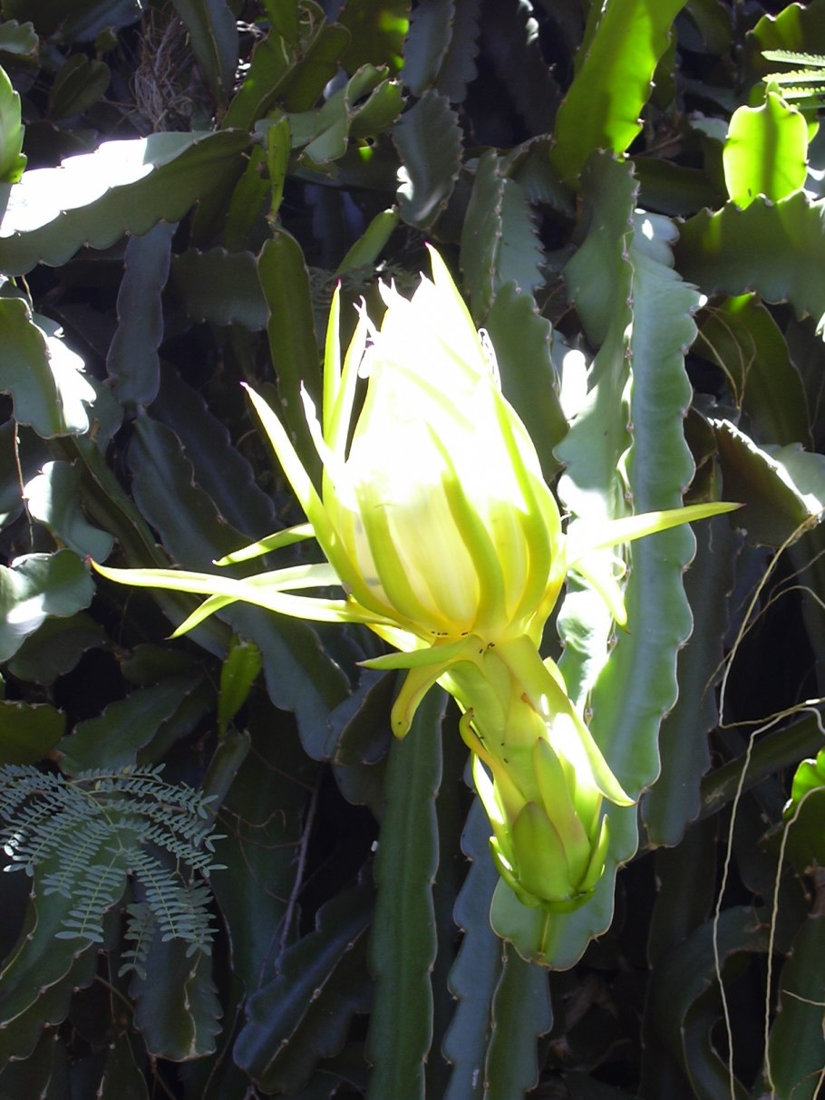 Hylocereus undatus (Гилоцереус, питайя, питахайя)