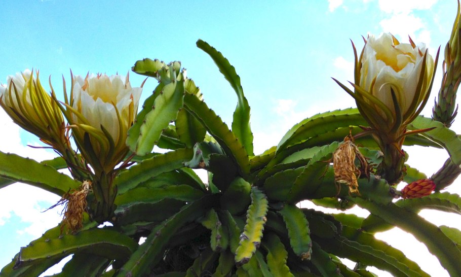 Hylocereus undatus (Гилоцереус, питайя, питахайя)