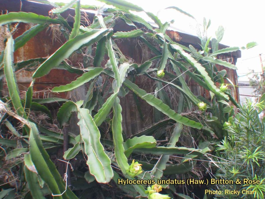 Гилоцереус четырехгранный