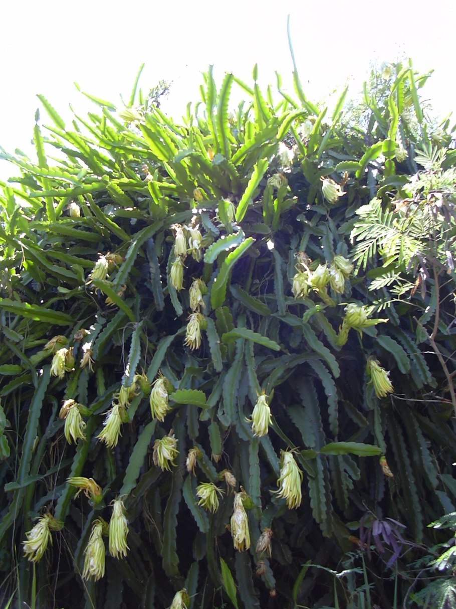 Гилоцереус ундатус