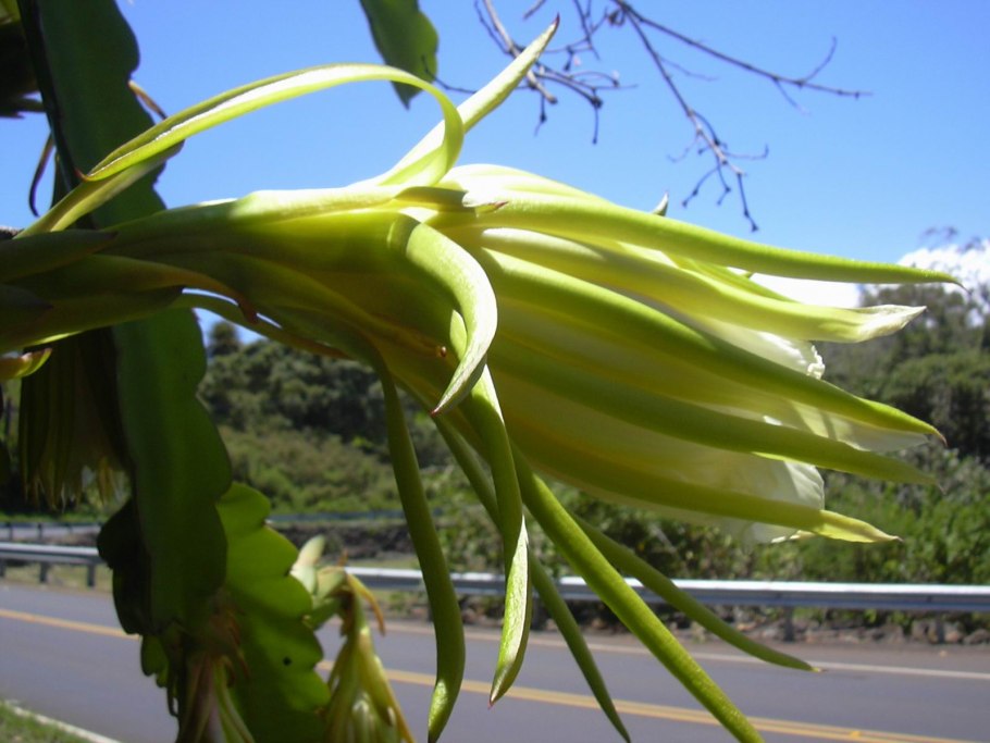 Гилоцереус - питахайя.