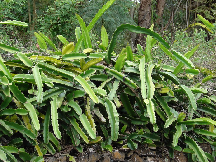 Гилоцереус подвой