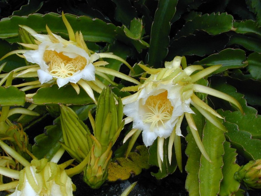 Гилоцереус трехгранный