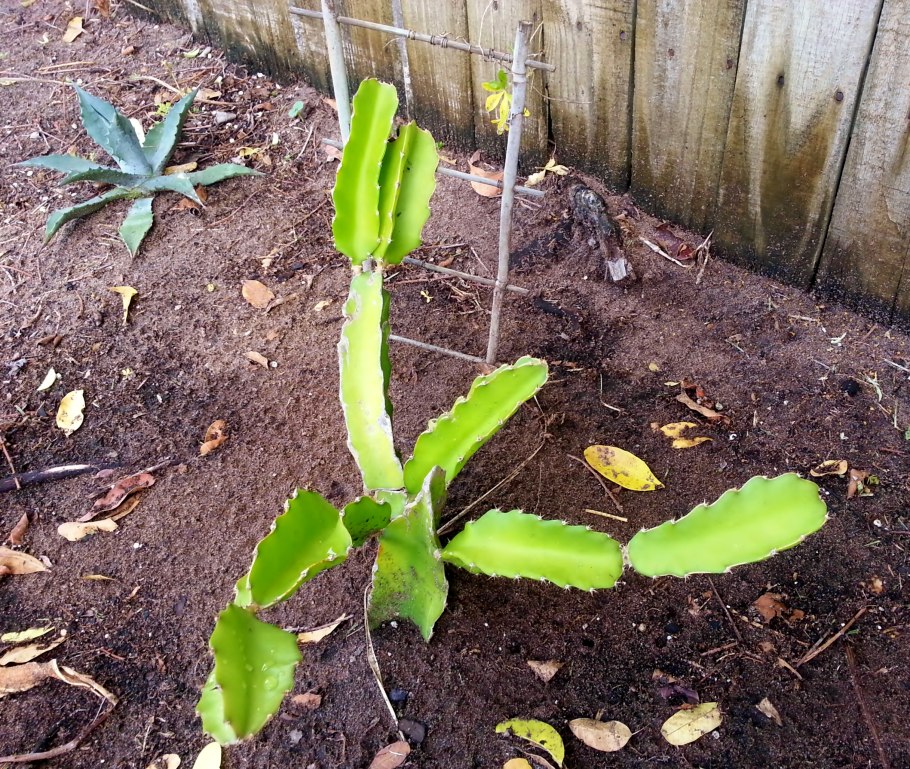 Кактус хилоцереус ундатус