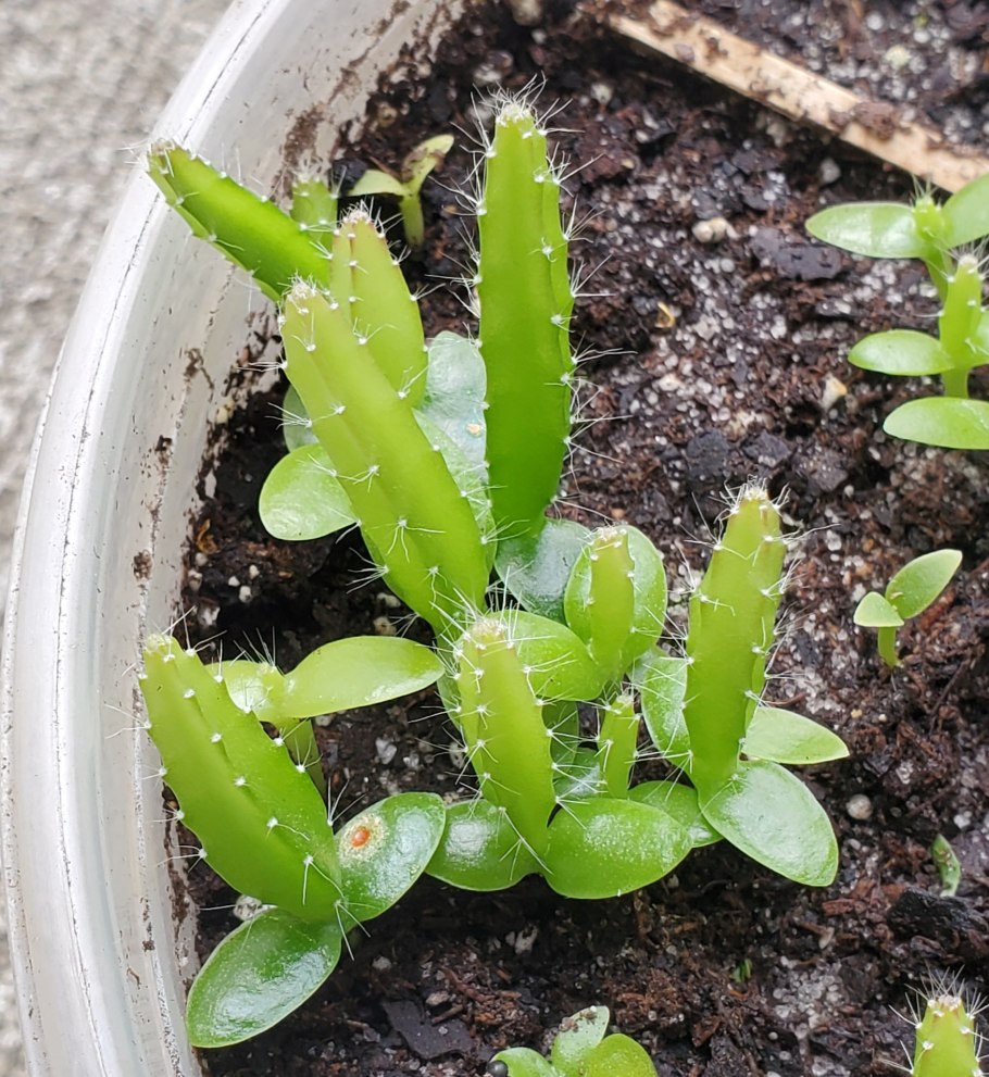 Hylocereus undatus (Гилоцереус, питайя, питахайя)