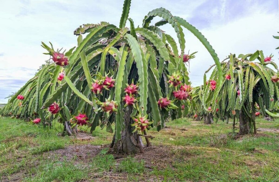 Гилоцереус крупноцветковый