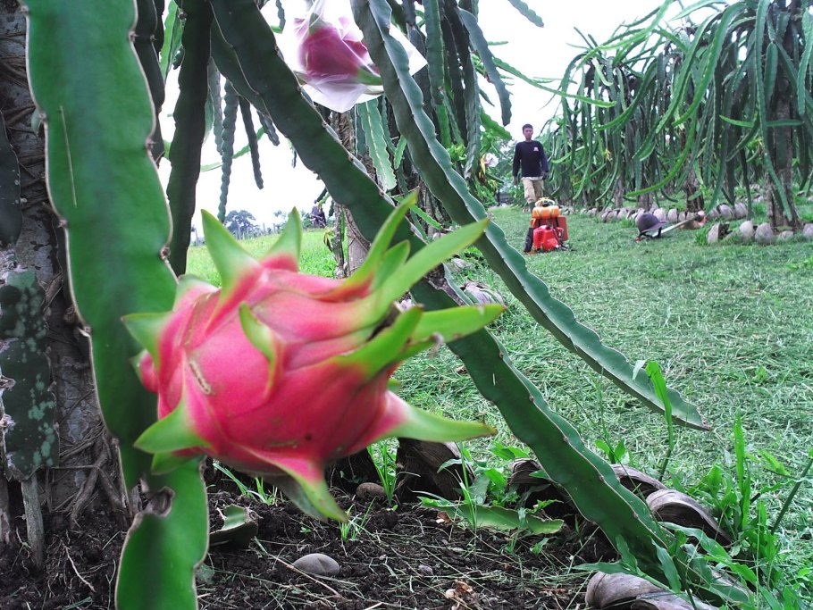 Гилоцереус волнистый питахайя