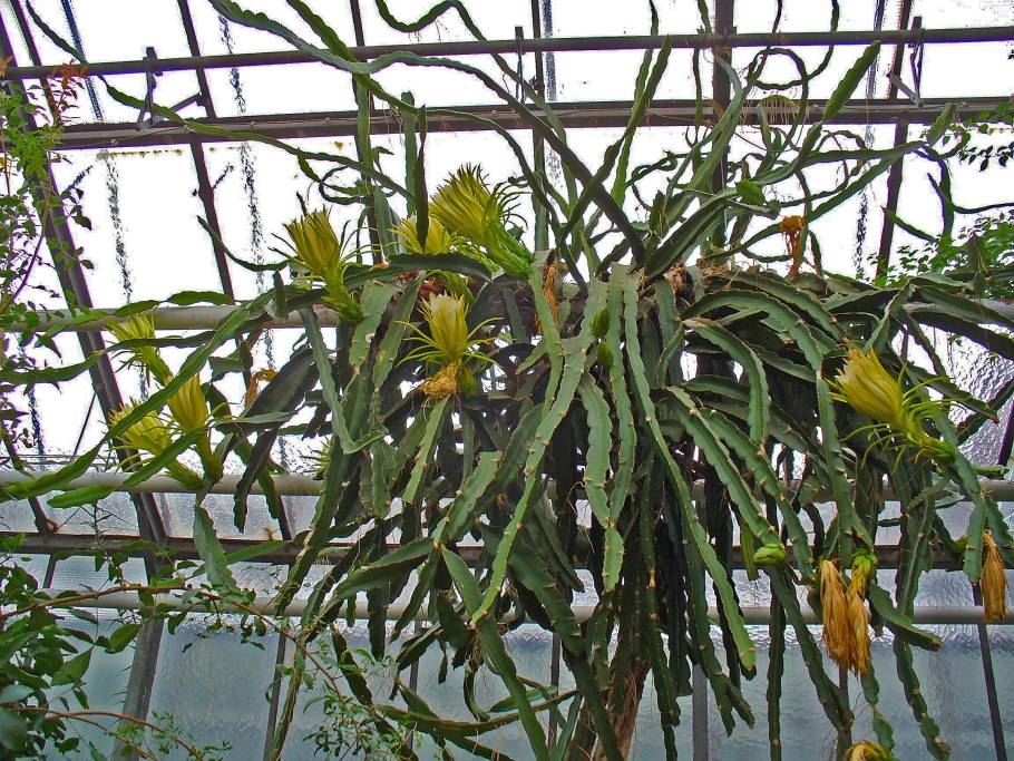 Гилоцереус Кактус