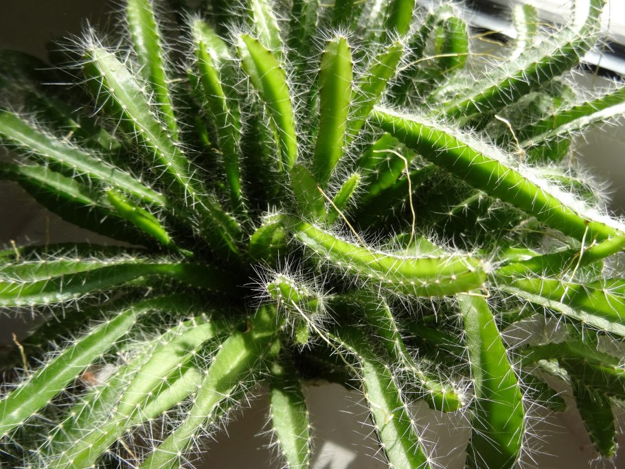 Кактус-hylocereus undatus