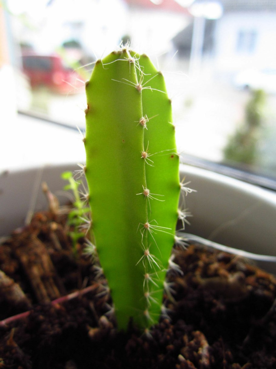 Хилоцереус ундатус