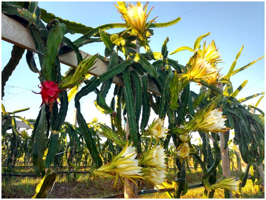 Гилоцереус трехгранный