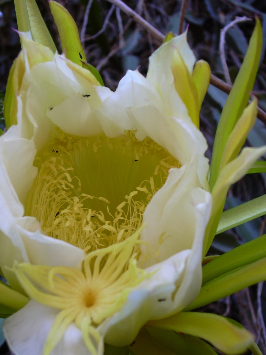 Гилоцереус болезни и вредители